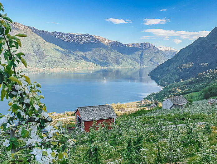 Hardangerfjord in Bloom - Heart My Backpack