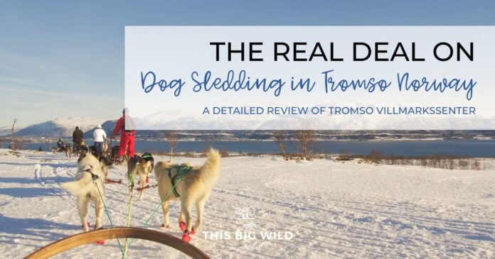 The Real Deal on Dog Sledding in Tromso (Tromso Villmarkssenter Review) – Outdoor Adventure Travel Guides & Tips