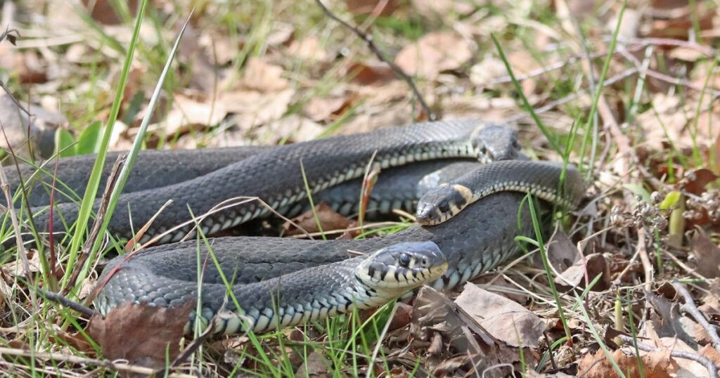 OSLO BIRDER: Grass Snakes