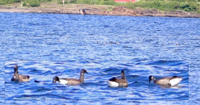 OSLO BIRDER: Head scratching