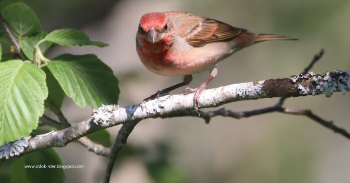 OSLO BIRDER: A week of nothing