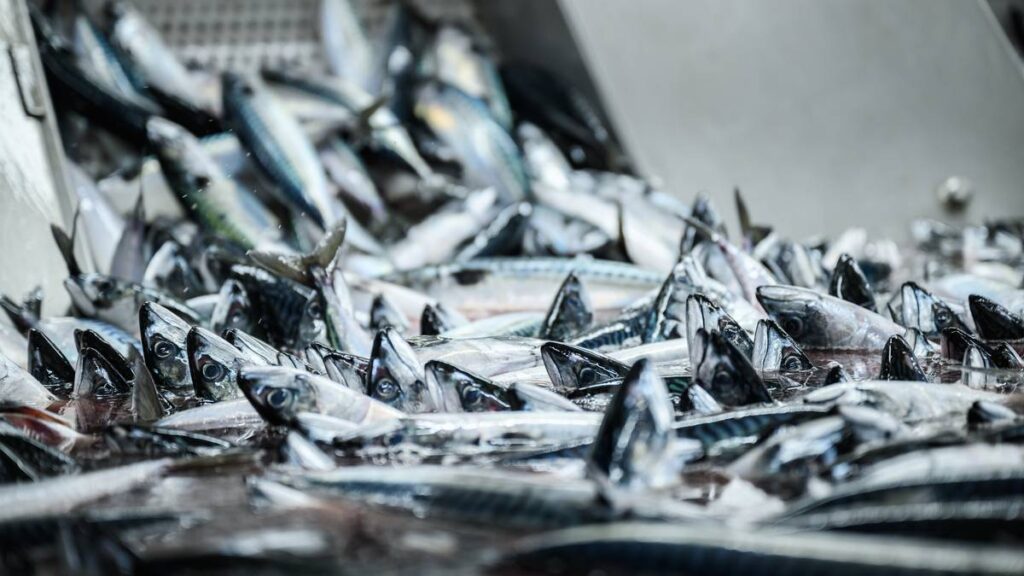 5060 tonn makrell i timen pumpes fra fiskebåten MS Hargun og inn i fiskemottaket Pelagia Egersund Seafood.