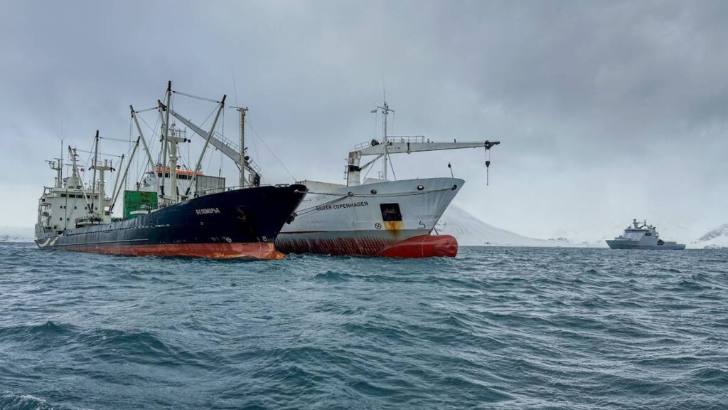 Belomorye og Silver Copenhagen ligger side om side i fjorden for å omlaste frossen fisk i Bellsund på Svalbard. Dit kom toll og kystvakt for å gjennomføre en kontroll i mai 2024.