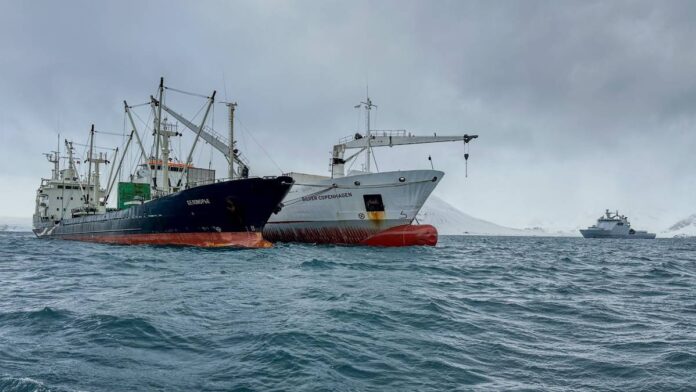 Belomorye og Silver Copenhagen ligger side om side i fjorden for å omlaste frossen fisk i Bellsund på Svalbard. Dit kom toll og kystvakt for å gjennomføre en kontroll i mai 2024. 