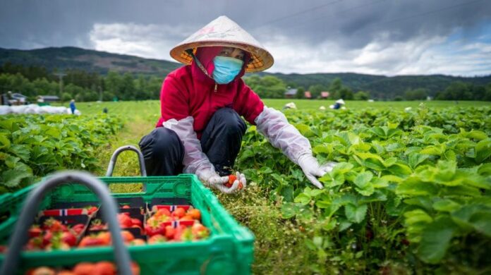 Redd for at norske jordbær kan forsvinne