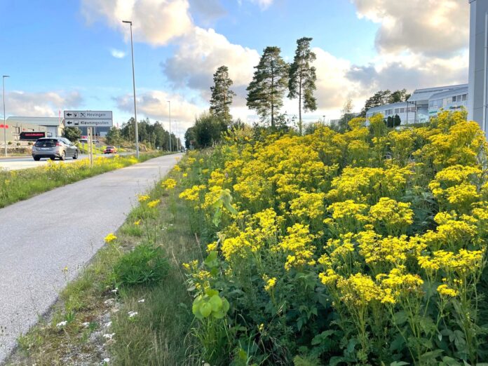 Giftig plante, Planter | Giftig plante sprer seg: – Vær oppmerksom