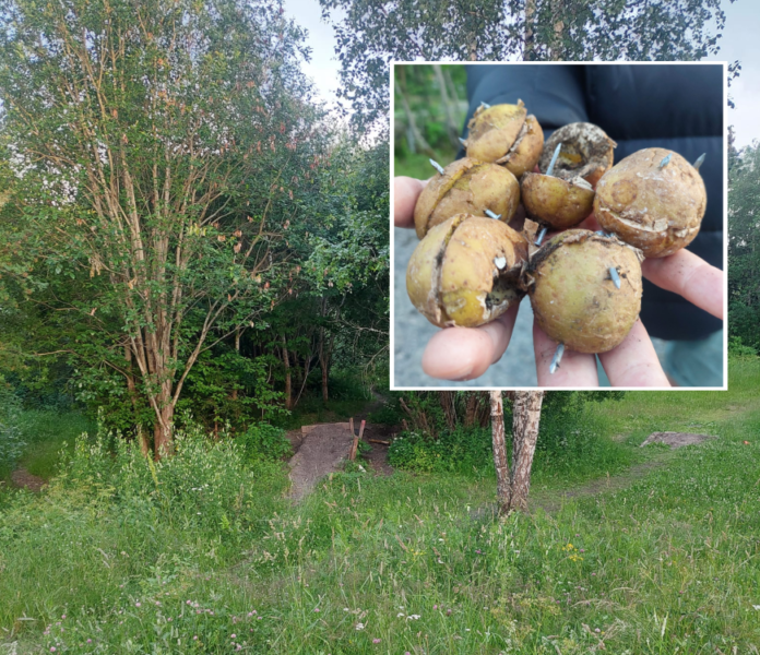 Poteter, Spiker | Fant poteter fylt med spikere på Lambertseter: – Håper virkelig ingen har fått det i seg